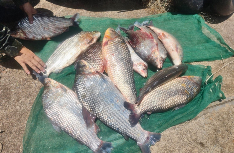 Pesca ilegal na Piracema: dupla é flagrada com 32 kg de peixes e multada em mais de R$ 3 mil no interior de SP