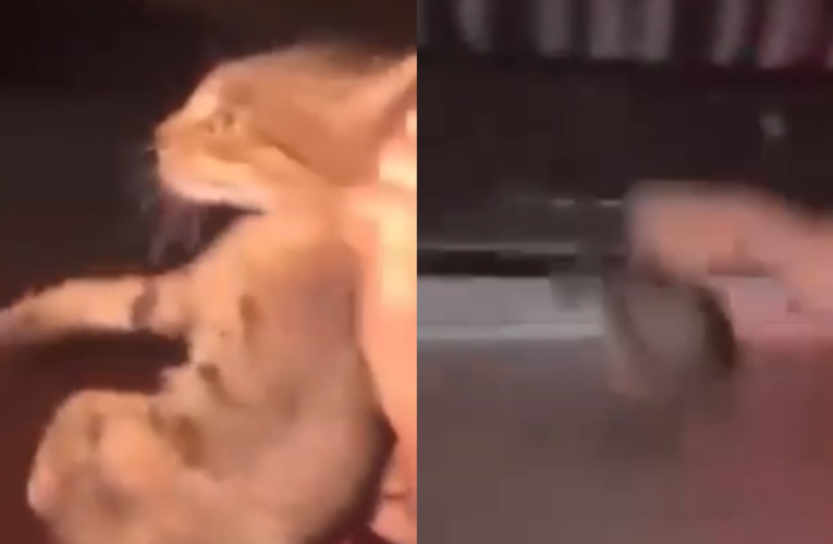 Vídeo chocante de gato arremessado de moto no Piauí gera indignação e leva casal à delegacia