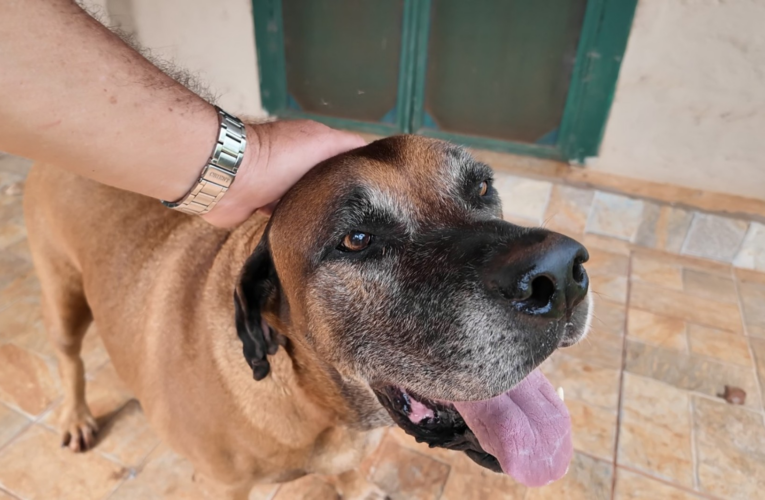 Reencontro Emocionante: Cachorro Desaparecido por Quase Um Ano é Localizado em Publicação de Adoção no Interior de São Paulo