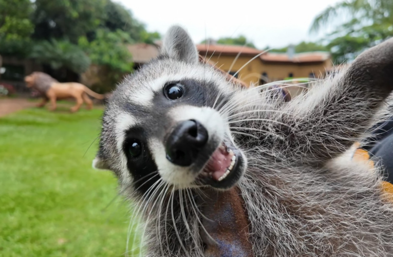 Nascimento Inédito de Guaxinim Norte-Americano em Pitangueiras (SP) Destaca Desafios do Tráfico de Animais no Brasil