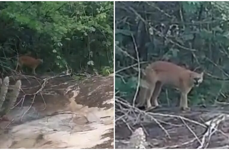 Encontro Inusitado: Homem Registra Onça-Parda ‘Cara a Cara’ Durante Caminhada no Ceará