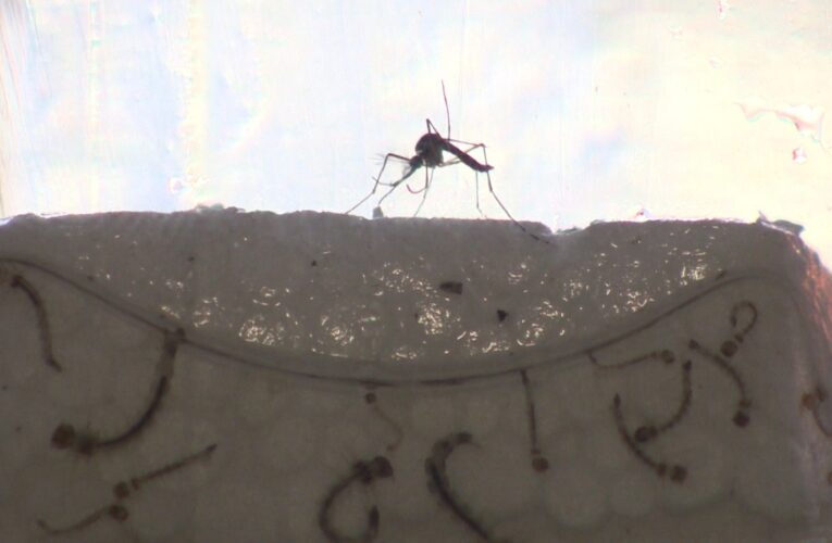 São José dos Campos registra primeira morte por dengue em 2026 e acende alerta de saúde pública