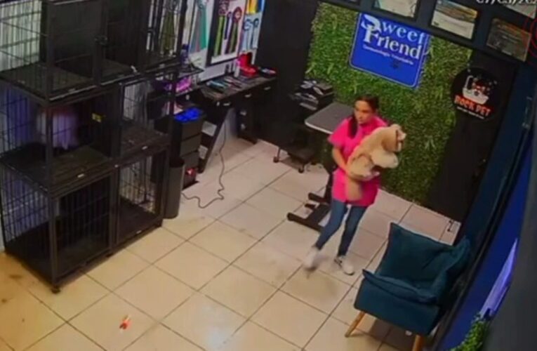 Funcionários de Pet Shop em Sorocaba Agem Rápido para Salvar Cães de Enchente Durante Forte Temporal